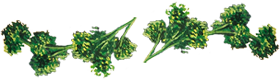 herb