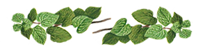 mint herb