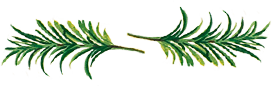 rosemary herb